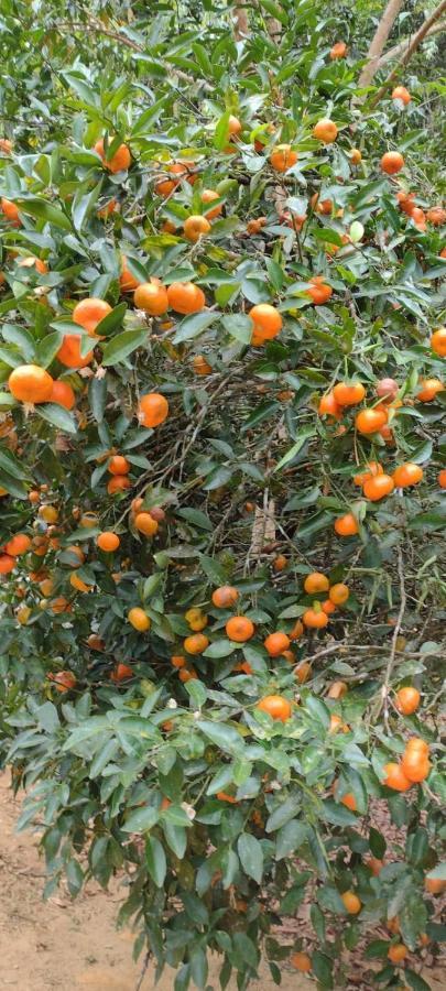Sitio Cachoeirinha - Araguaia Marechal Floriano Dış mekan fotoğraf