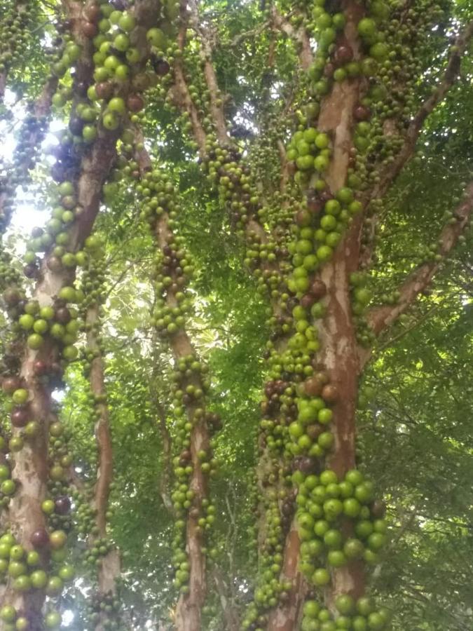 Sitio Cachoeirinha - Araguaia Marechal Floriano Dış mekan fotoğraf